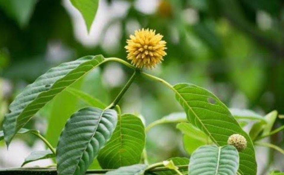 Berikut Manfaat dan Bahayanya Mengkonsumsi Daun Kratom bagi Kesehatan