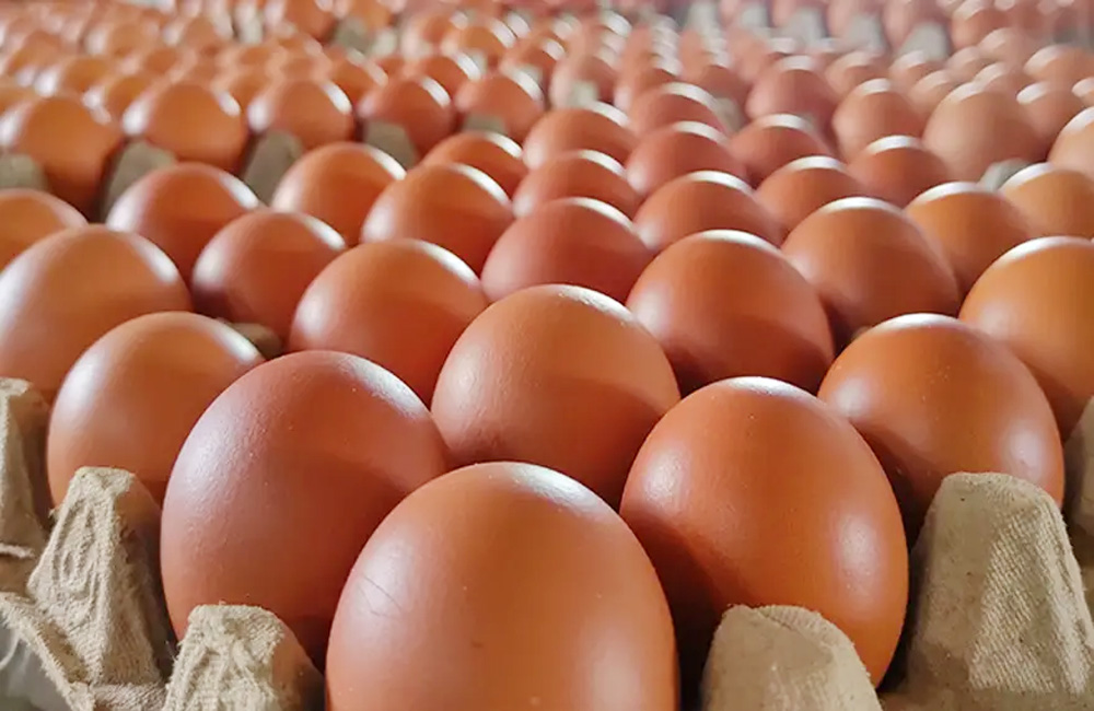 Pasokan Telur MBG Diduga Didominasi Pemasok Luar, HET Tak Transparan