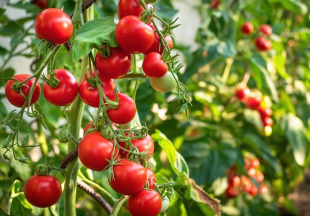 Makanan yang Baik untuk Lindungi Kulit dari Paparan Sinar UV