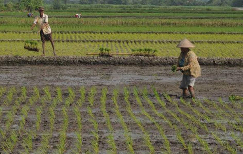 Sebagian Besar Petani Padi di Pinang Raya Lebih Memilih Tunda Masa Tanam, ini Alasannya