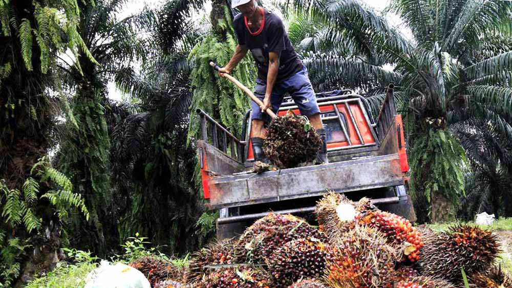 Periode April 2026, Harga TBS Ditetapkan Rp 3.174 Per Kg