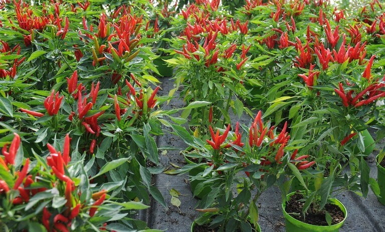 Tanaman Cabemu Akan Berbuah Lebat, Hanya Gunakan Pupuk Berbahan Alami