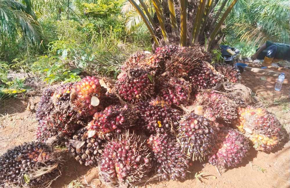 Harga Sawit Masih Panas, Petani Jangan Lengah
