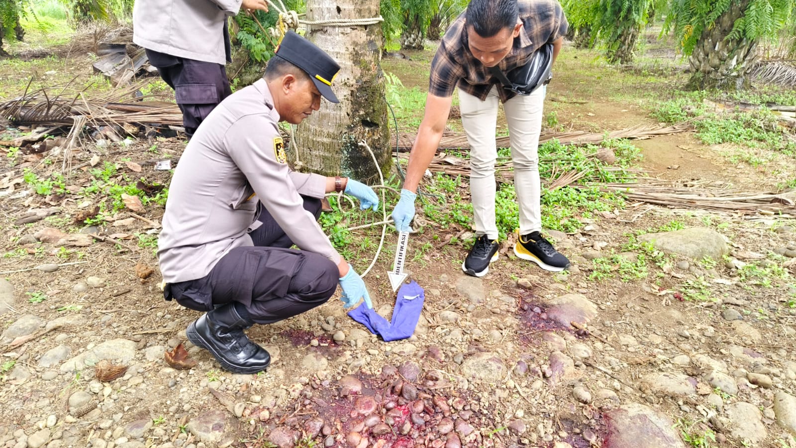 Pakai Senpi, Kawanan Curnak Beraksi di Padang Jaya 