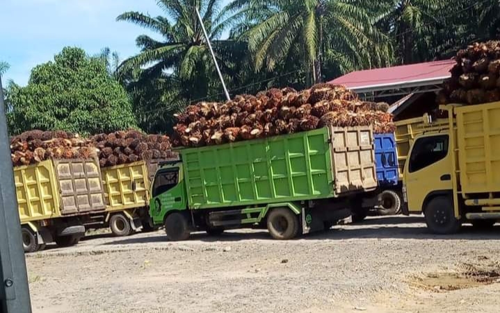 Pemkab Mukomuko Keteteran, Harga Sawit Makin Babak Belur