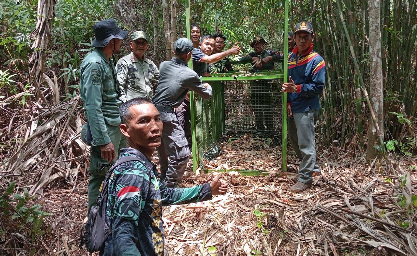 Beri Umpan 1 Ekor Kambing Utuh, Perangkap Harimau di Desa Kinal Jaya Diharapkan Ada Hasil