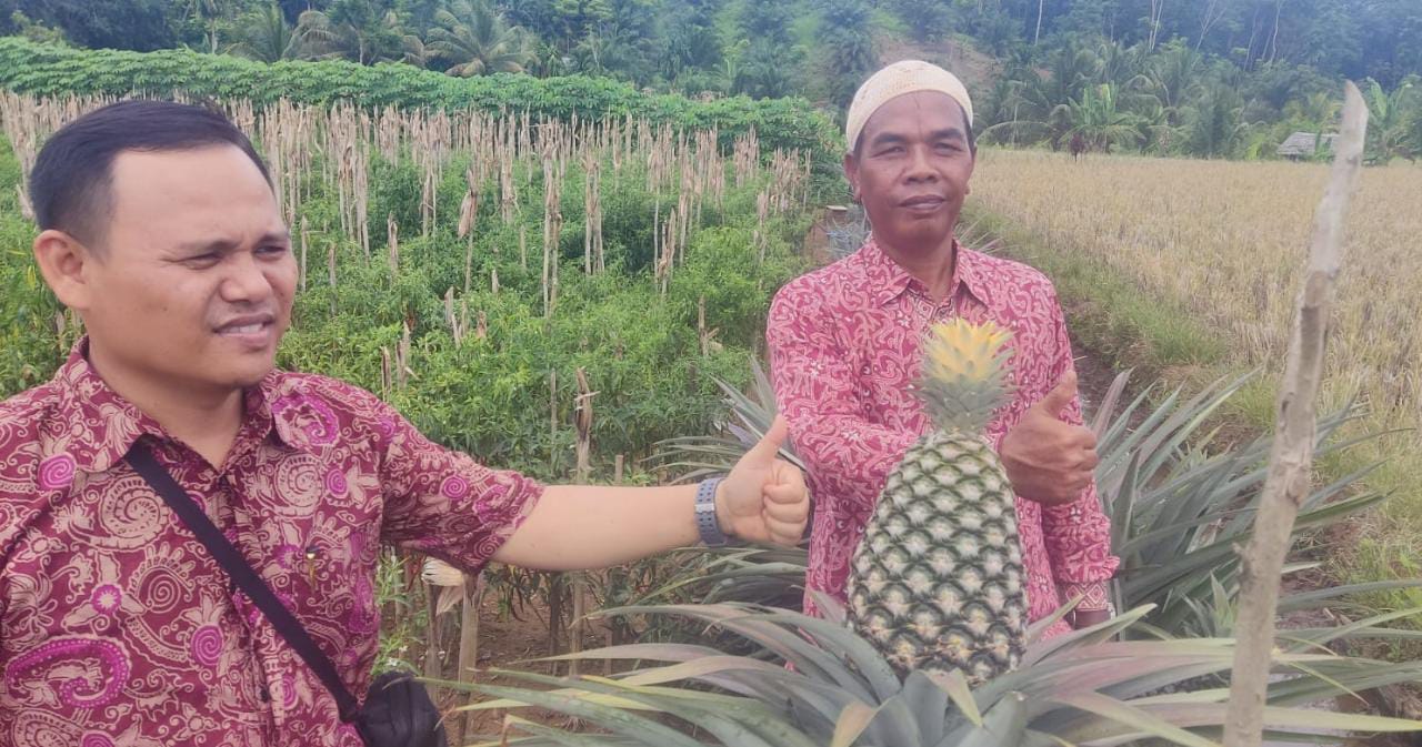 Waw, di Bengkulu Utara Ada Nanas Sebesar Anak Bayi