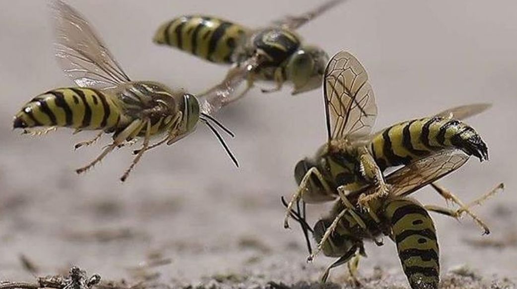 Digigit Serangga? Ini Pertolongan Pertama yang Harus Dilakukan 