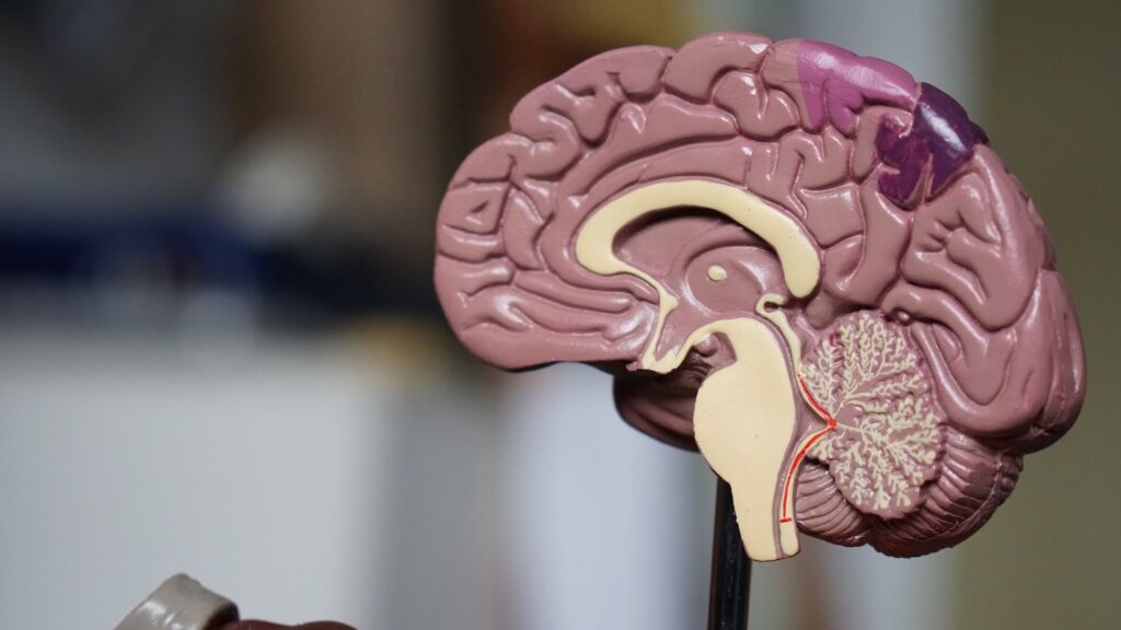 Terungkap! Hubungan Mengejutkan Antara Lemak Darah Tinggi terhadap Kesehatan Otak