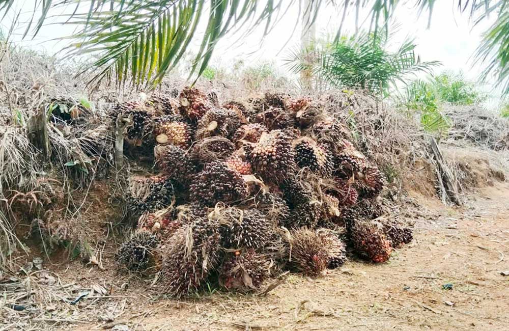 Harga Sawit di Mukomuko Dibawah Rp3.000 per Kilogram