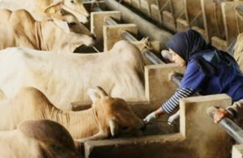Sapi Bantuan Presiden Diproyeksikan Bakal Disembelih di Air Hitam