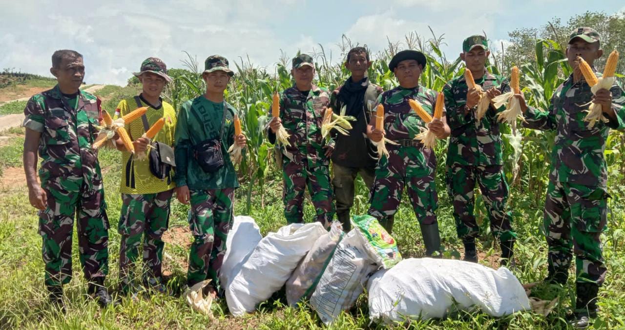 Dukung Ketahanan Pangan, Koramil Ketahun Panen Raya Jagung Hibrida Pioneer P35