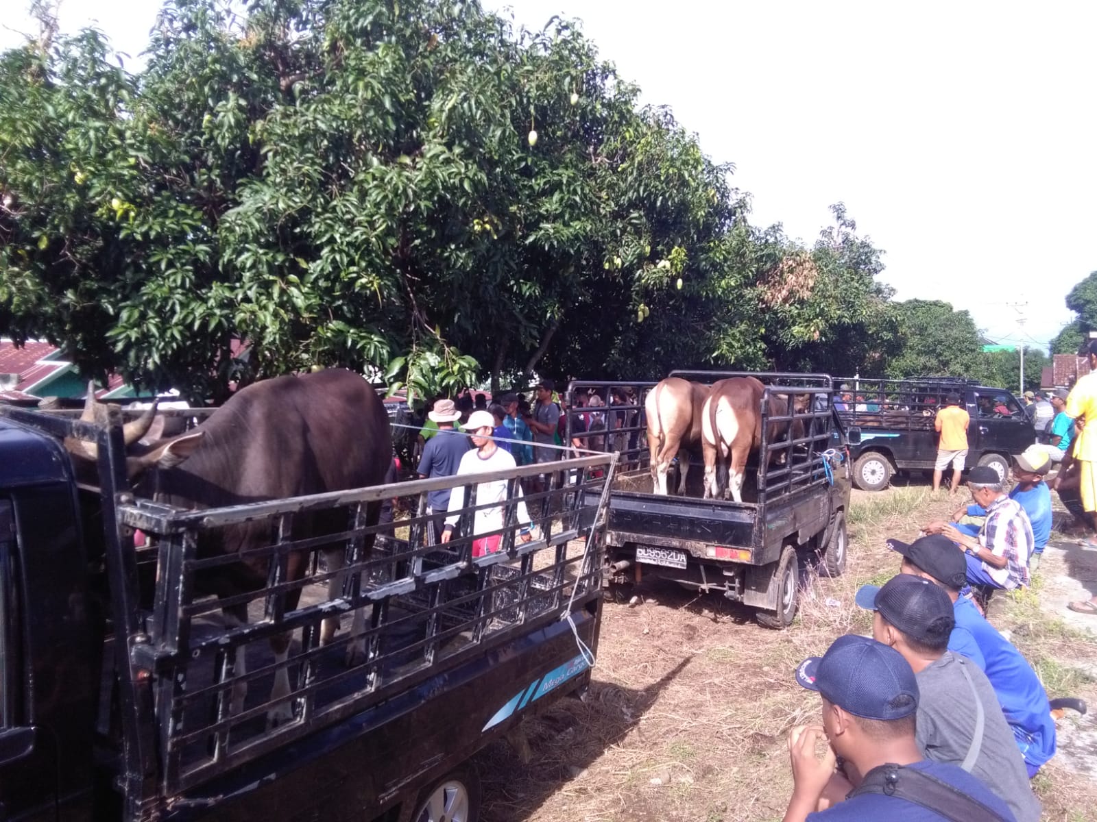 Alhamdulillah, Kemumu Kurban 20 Sapi 11 Kambing