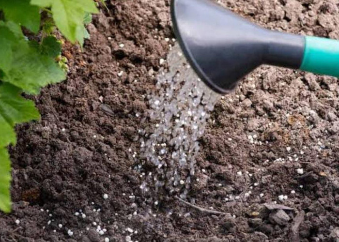 Ini Dia Cara Pembuatan Pupuk dari Kotoran Hewan yang Cocok untuk Semua Jenis Tanaman