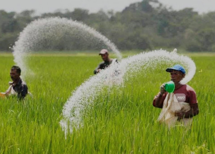 Harga Beras Terus Naik, Lantas Apa yang Dilakukan Pemerintah?