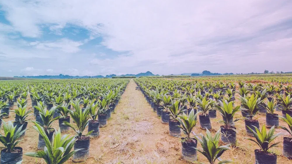 Mengenal Jenis-jenis Varietas Bibit Kelapa Sawit, Mana yang Lebih Baik dan Unggul