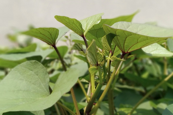 Mulai dari Haid sampai Jantung, Daun Ubi Jalar Ampuh untuk Kesehatan