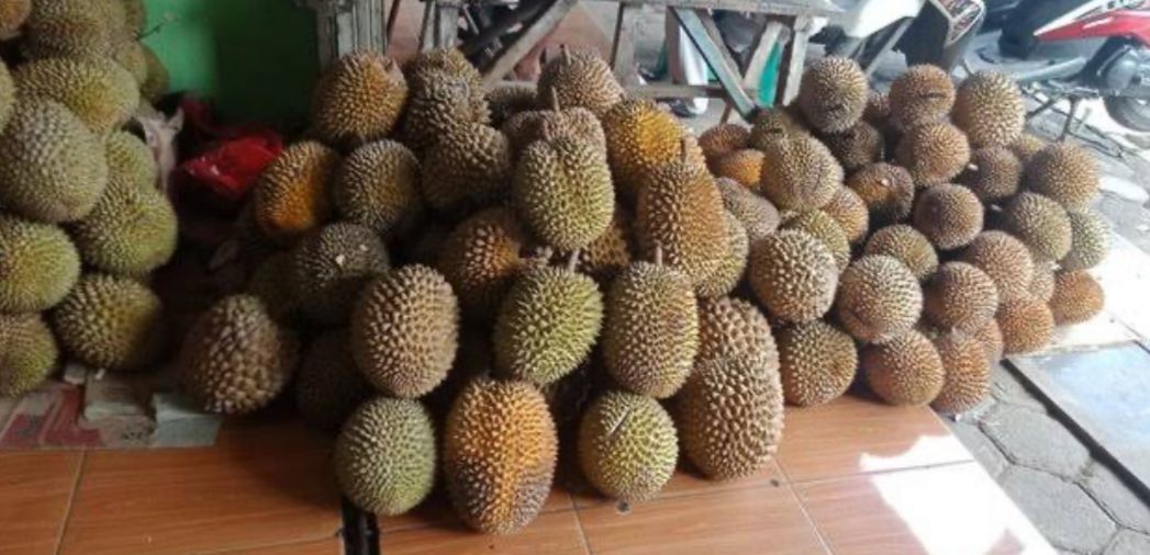 Tak Disangka Ternyata Bengkulu Juga Punya 7 Varietas Durian Unggulan se-Indonesia