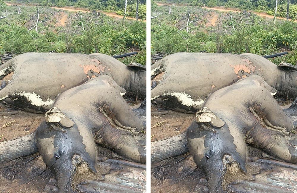 2 Ekor Gajah Ditemukan Mati, BKSDA Bengkulu-Lampung Turunkan Tim