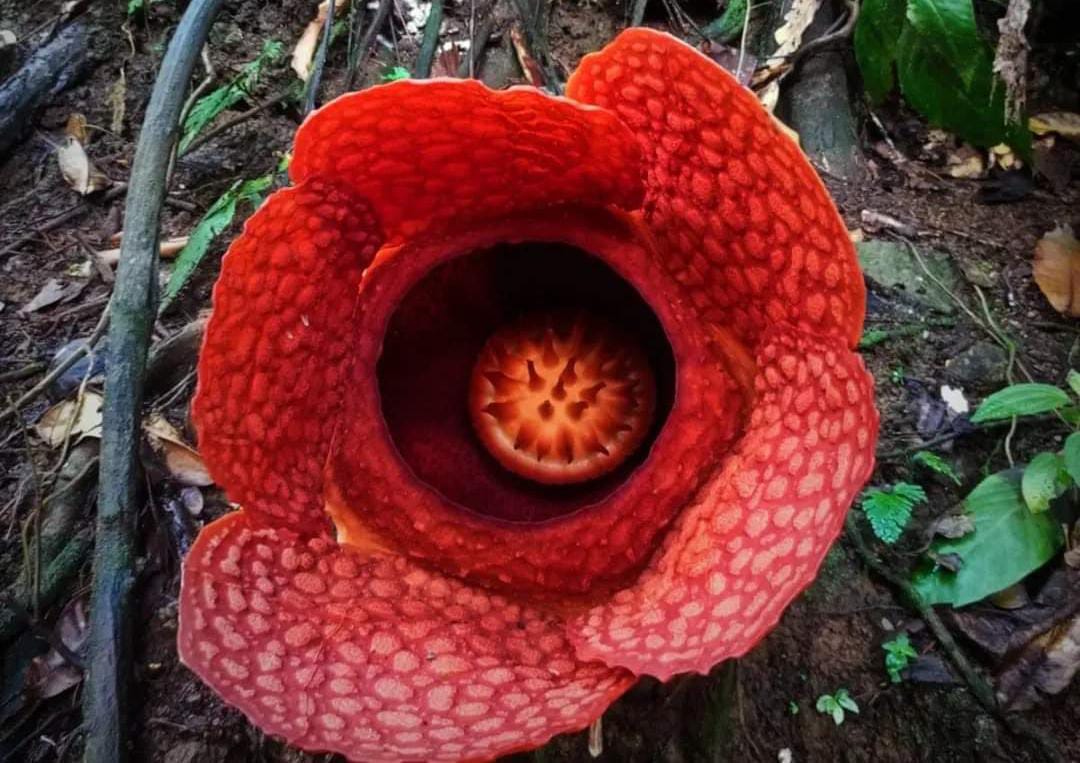 Liburan Anak Sekolah, Yuk Main ke Palak Siring Kemumu, Ada Bunga Rafflesia Mekar