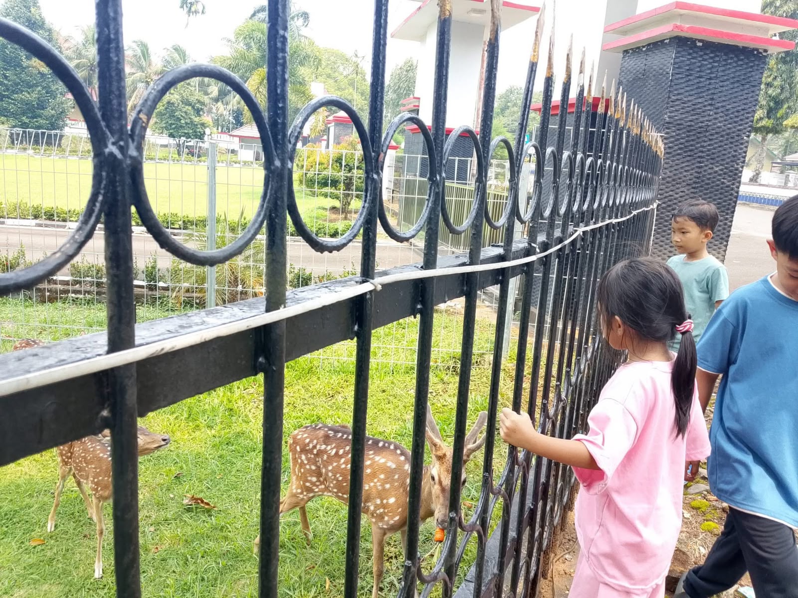 5 Ekor Rusa di Rumdin Bupati Bengkulu Utara Jadi Wisata Dadakan