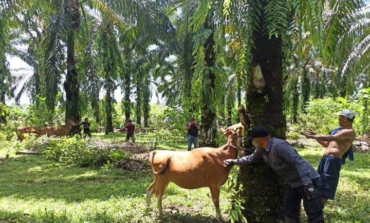 Pemberian Vaksin PMK kepada Ternak Dilanjutkan sampai Booster