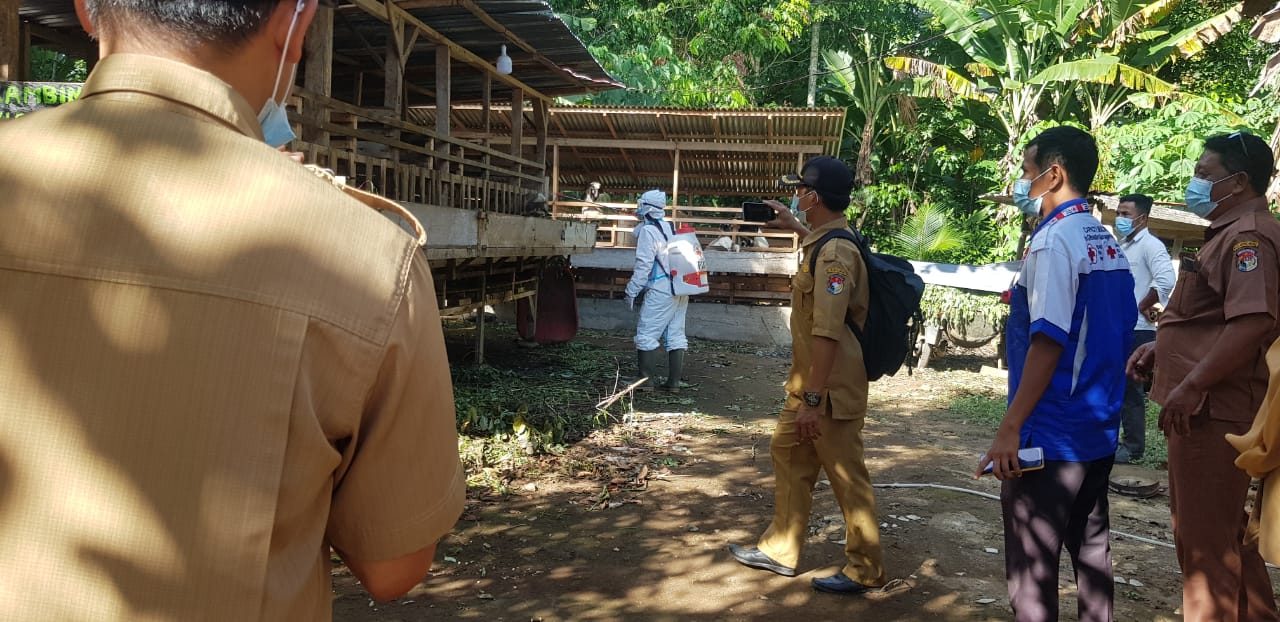 Cegah PMK, Kandang Ternak Disemprot Disinfektan