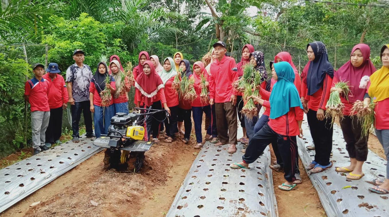 Meski Cuaca Tak Menentu, KWT di Giri Mulya Berhasil Budidaya Bawang Merah