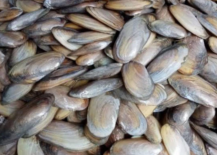 Nafsu Makan Bakal Bertambah, dengan Resep Gulai Kijing Khas Bengkulu