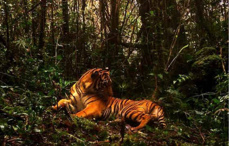 Nasib Harimau Sumatera yang Sempat Masuk Perangkap di Napal Putih Belum Tahu Akan Dikemanakan