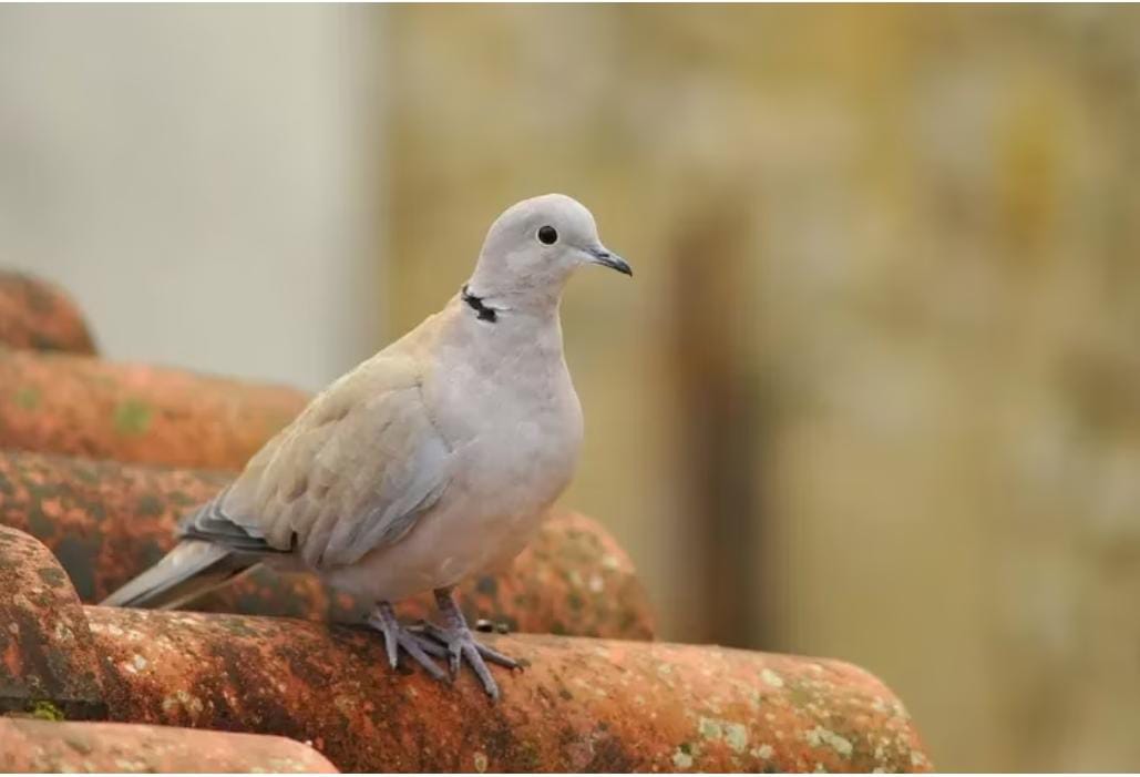 Tuah Memelihara Burung Perkutut, Sang Pemilik Akan Mengalami Hal Tak Terduga Ini