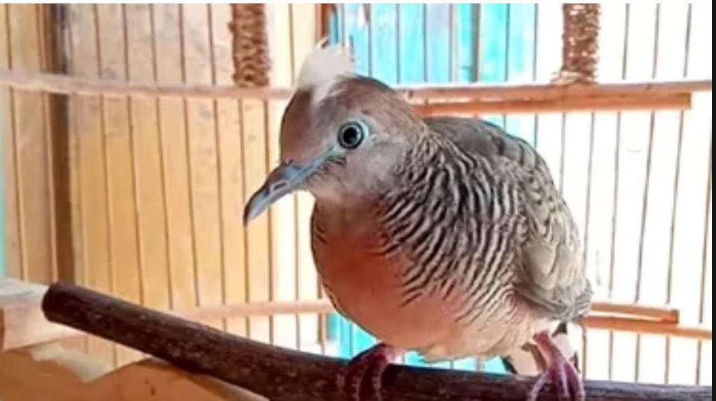 Burung Perkutut Ini Memiliki Khodam Pendamping, Ada yang Memberi Tahu Pemiliknya Melalui Mimpi