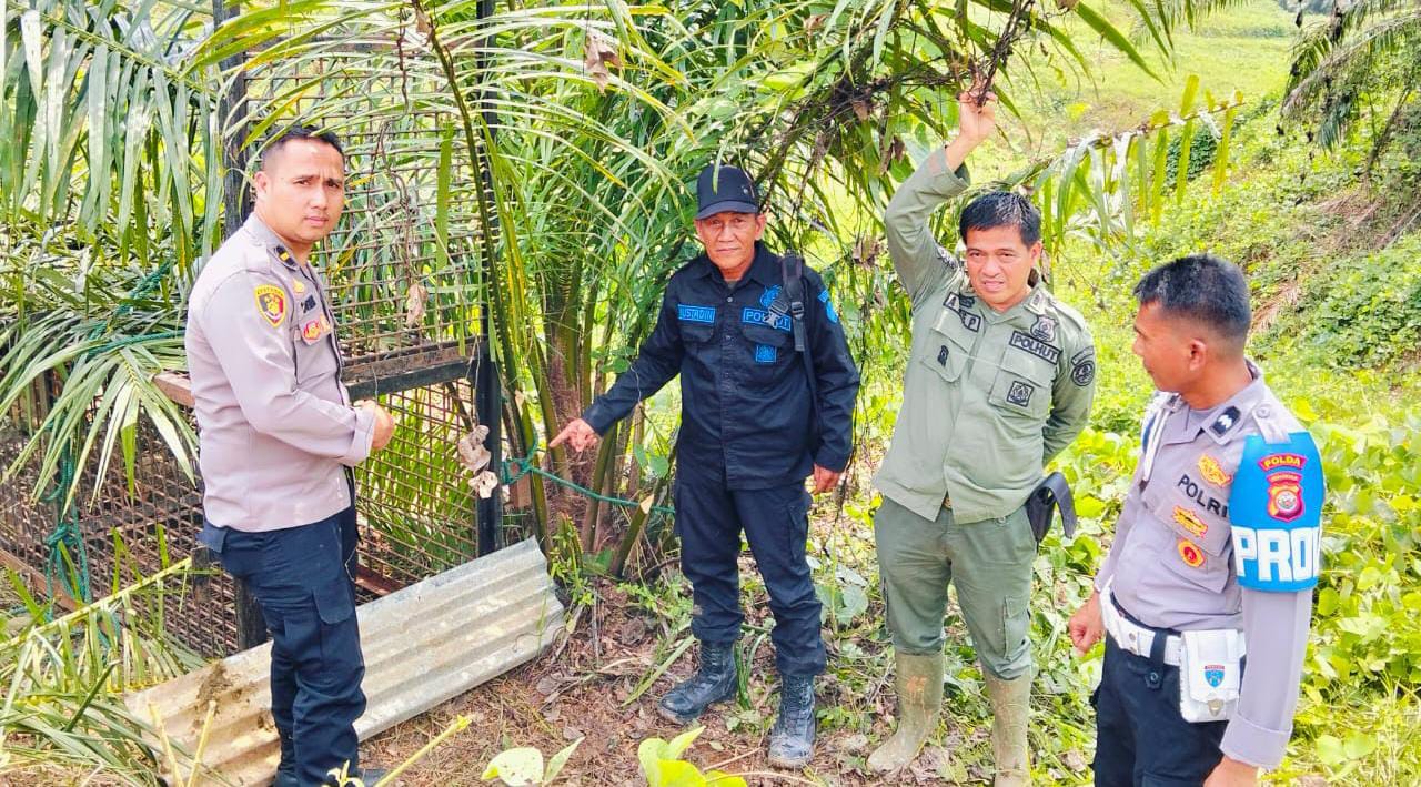 Harimau Sumatera Masih Teror Warga di Alas Bangun, BKSDA dan Polisi Berikan Himbau Ini ke Masyarakat