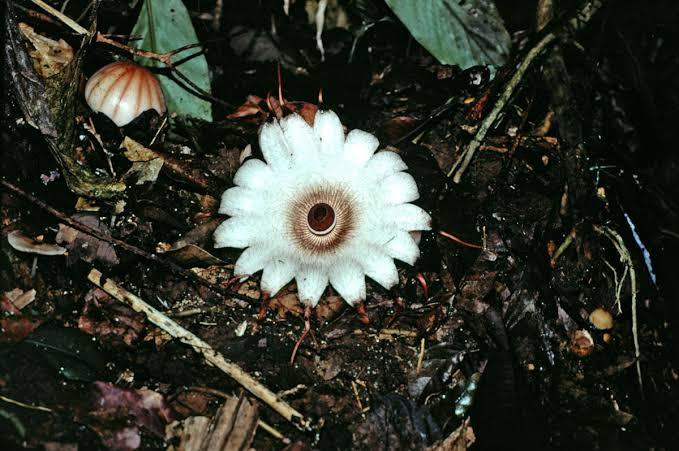 Tak Hanya Bunga Rafflesia, Bengkulu Utara Juga Menjadi Habitat Rhizanthes Deceptor 