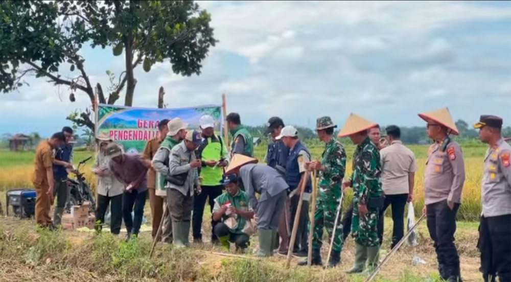 Panen Raya di Sumber Makmur, Kodim 0428/Mukomuko Perkuat Ketahanan Pangan