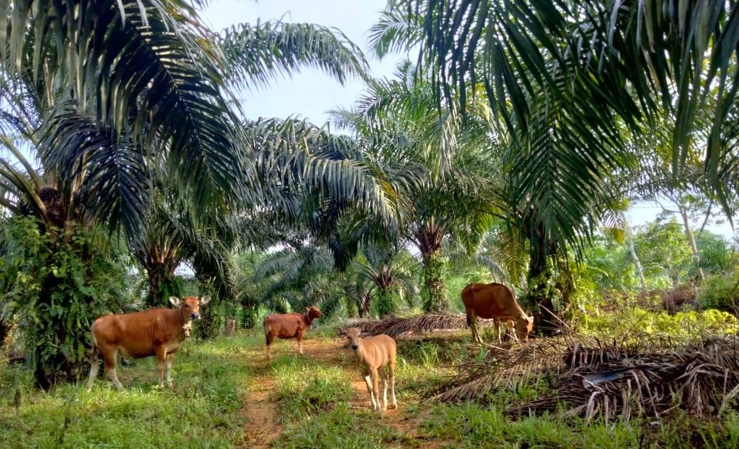 Ternak Milik Masyarakat di Gembung Raya Ikut Diteror Harimau, Kades: Kami Bingung Harus Bagaimana