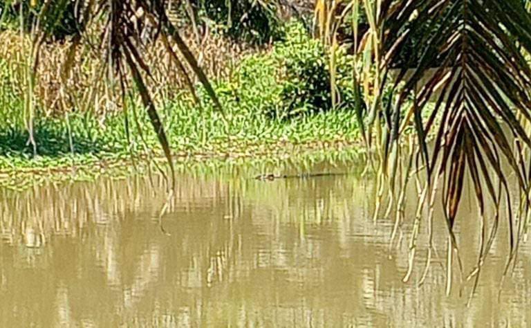 Warga Kecamatan Lais Geger! Buaya Muara Muncul di Air Padang 