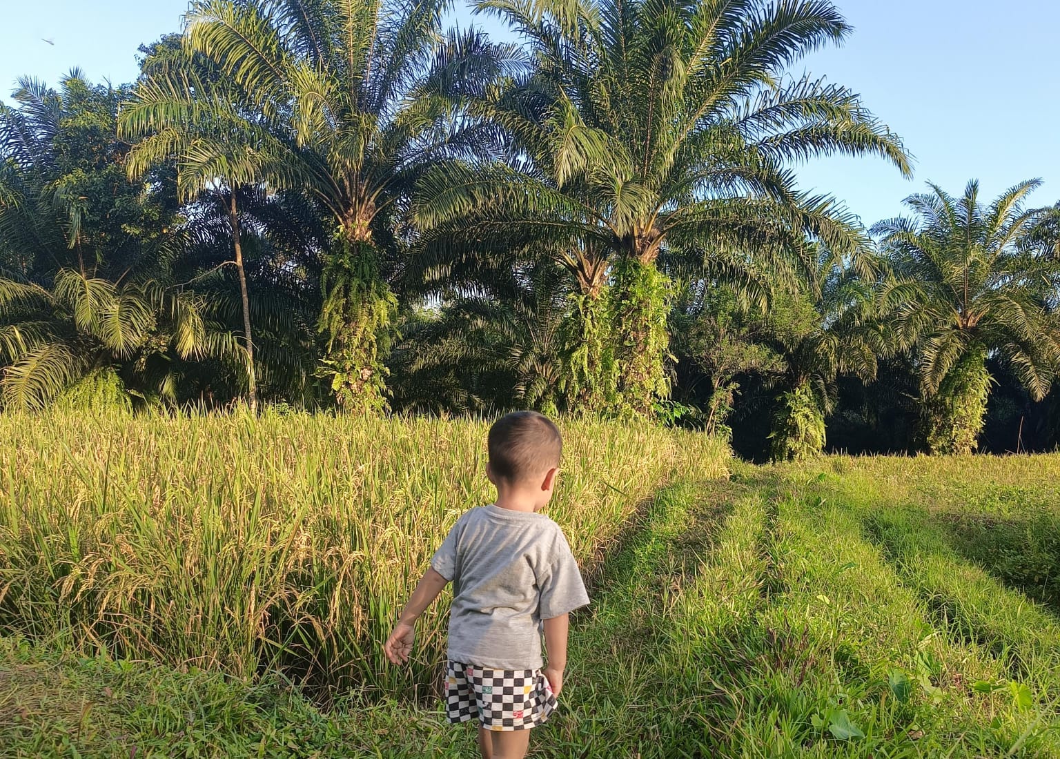 Duh! Produksi Beras di Musim Tanam Kedua Terancam Turun, Ini Penyebabnya