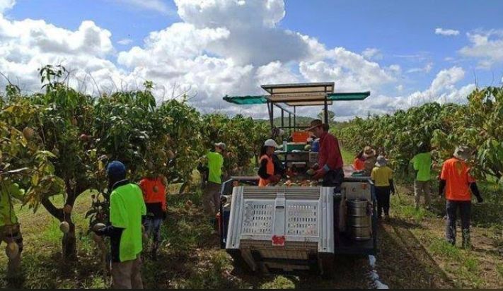 Kerja Main-main Gaji Serius, Enaknya kerja jadi pemetik buah di Irlandia, per Jam Dapat Rp1 Juta!