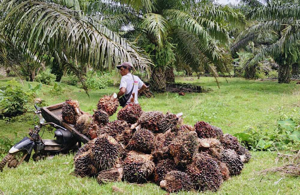 Harga TBS Anjlok, Petani Sawit Bengkulu Utara Mulai Resah