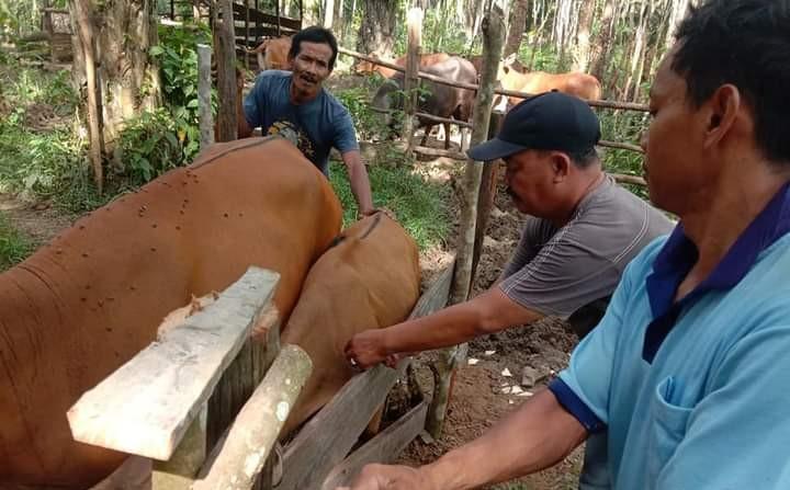 Jangan Mengambil Hewan Qurban Luar Daerah