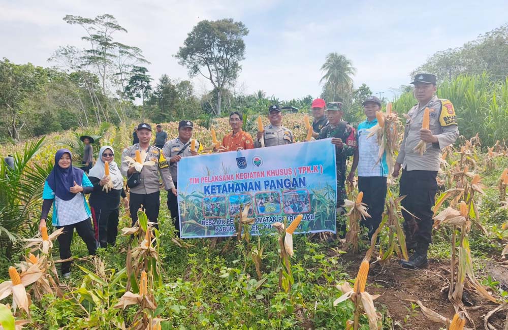 Didukung TNI/Polri dan KWT, Hasil Panen Jagung Desa Air Petai Melimpah