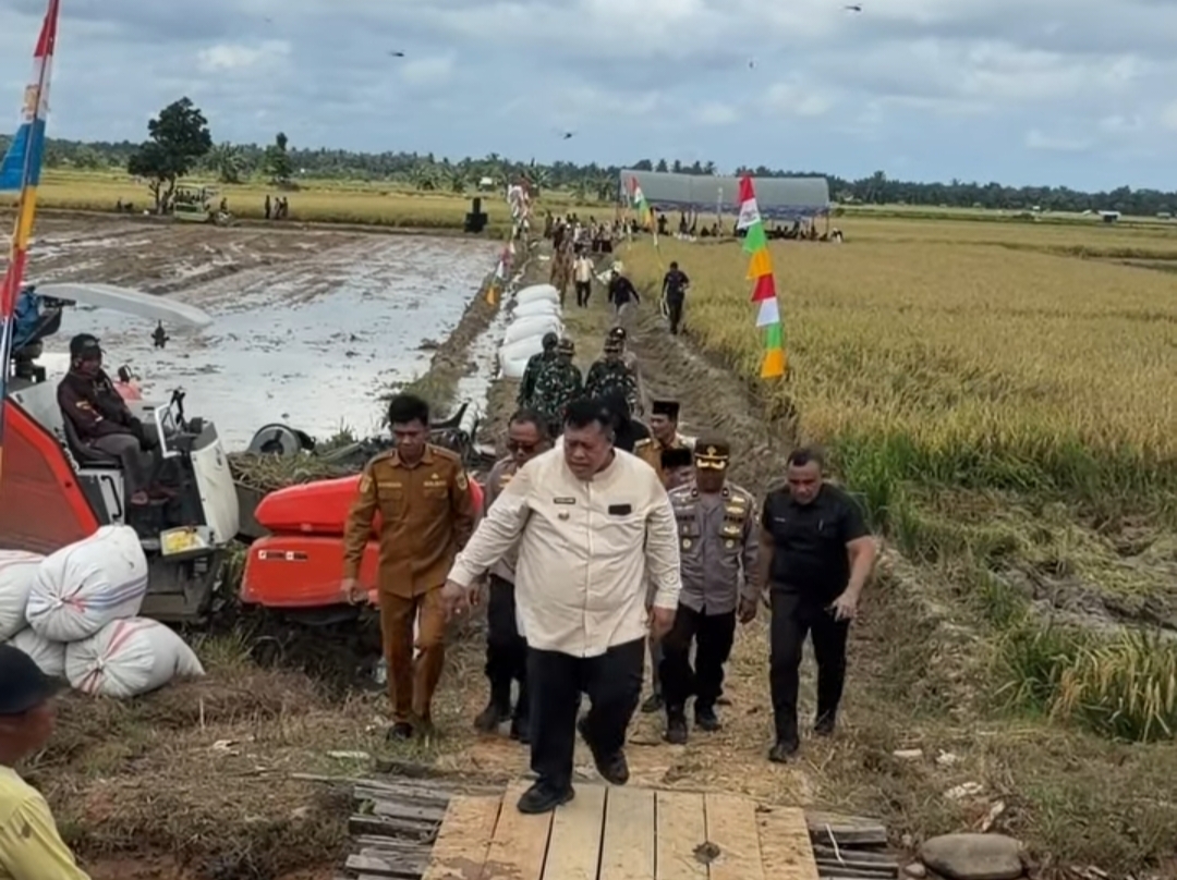 Target IP 300 Tertahan, Produksi Padi di Mukomuko Tembus 7 Ton per Hektare