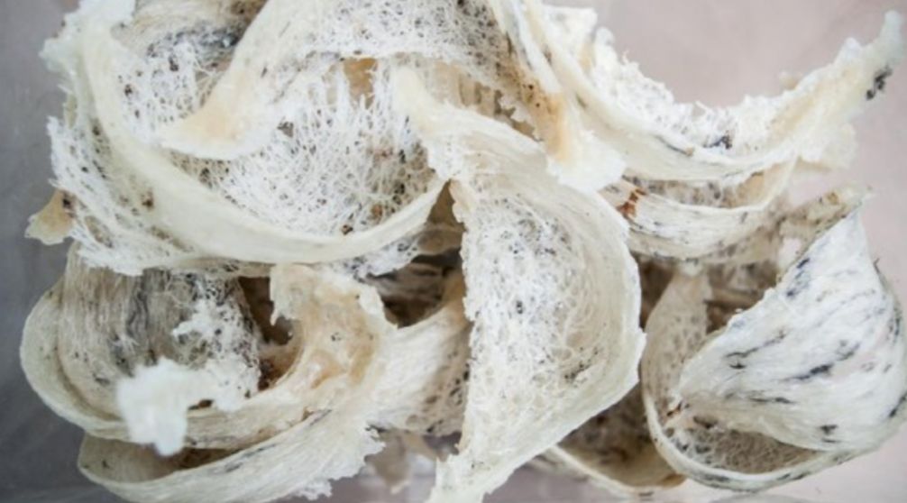 Kenapa Sarang Burung Walet Harganya Selangit? Ini Jawabannya