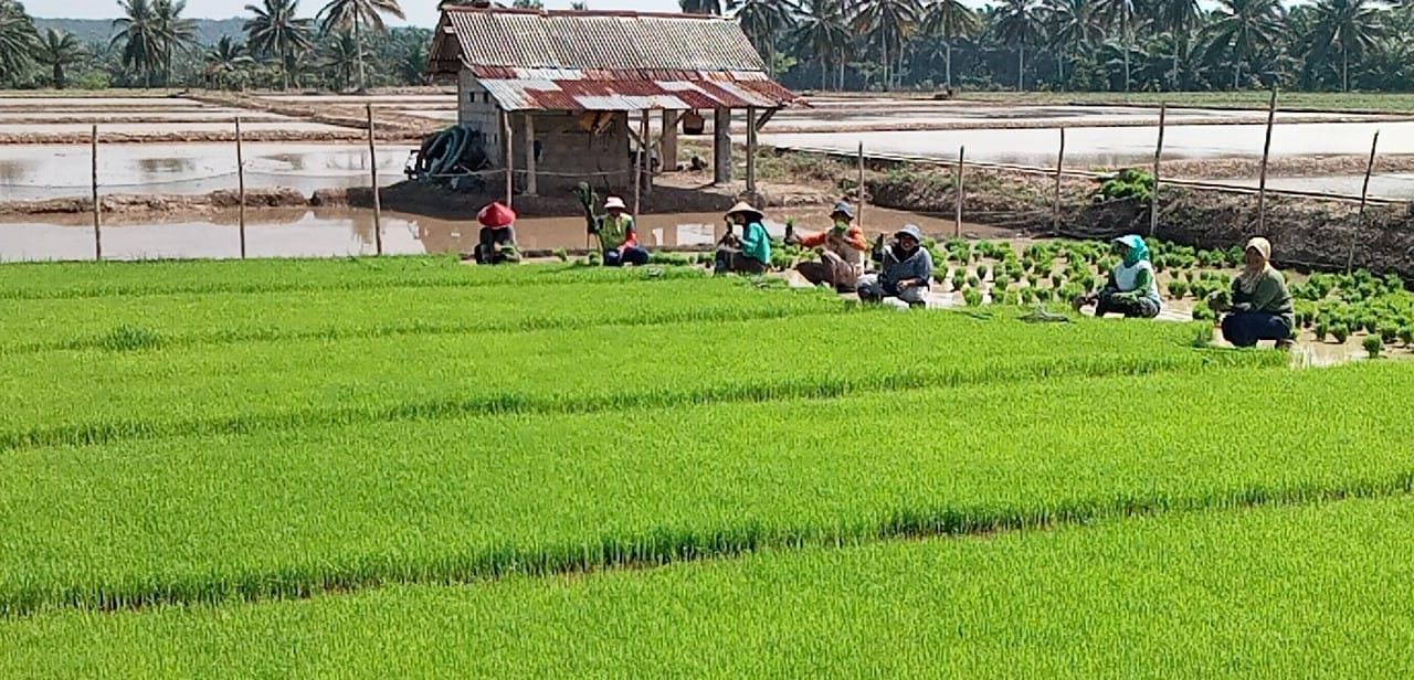 Petani di Karya Jaya Optimis Produksi Padi di Musim Kedua Tahun Ini Tetap Terpenuhi