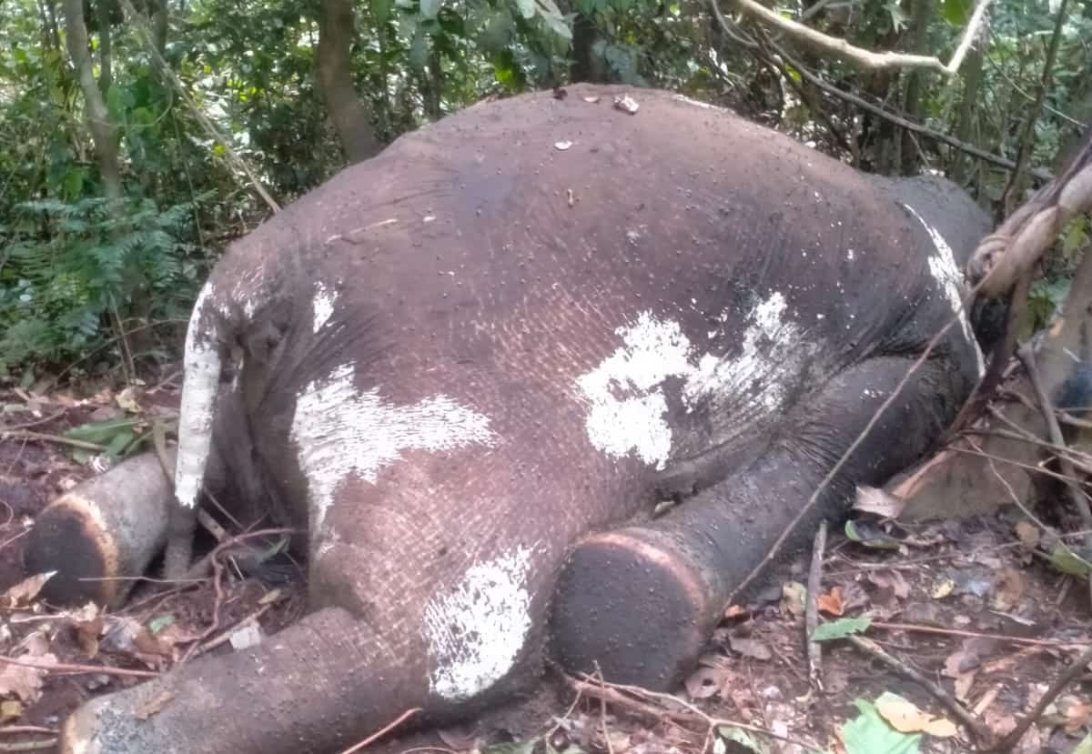 Seekor Gajah Sumatera Ditemukan Mati di Kawasan HPT Air Ipuh, Ini Penyebabnya