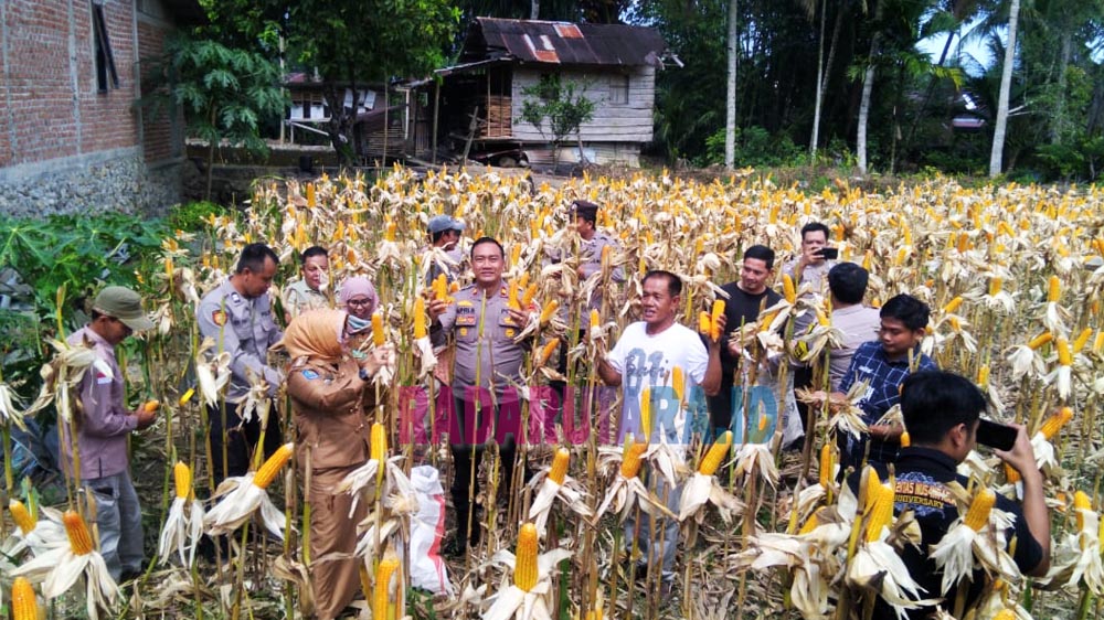 Sukses Ketahanan Pangan, Pemdes Kota Baru Panen Jagung