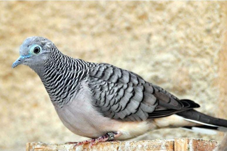 Meski Tak Sempurna, Burung Perkutut Ini Memiliki Khodam Rezeki yang Membuat Pemiliknya Tajir Melintir