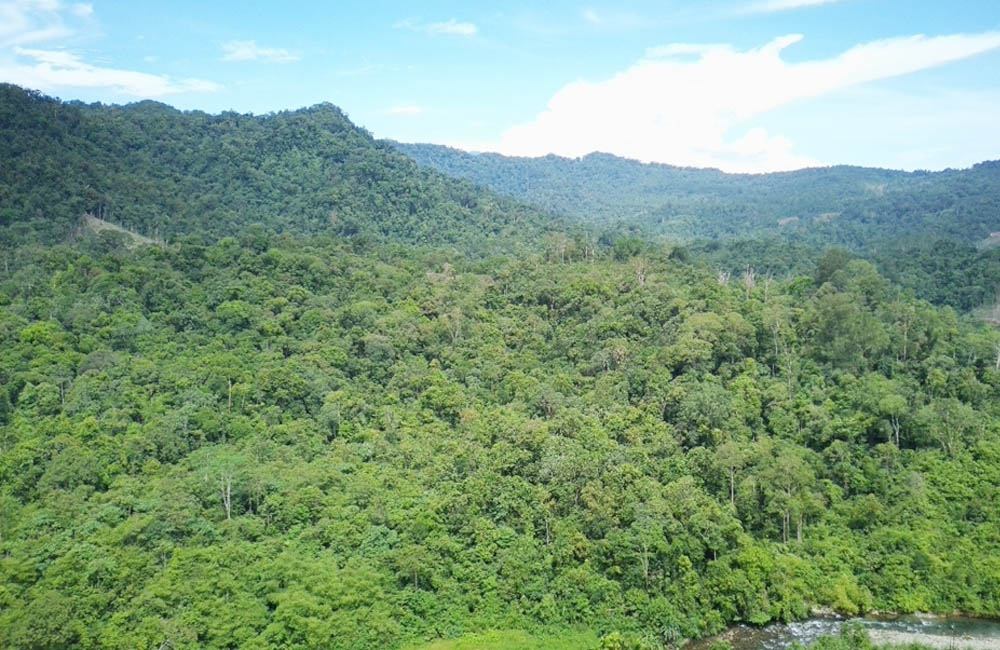 Kebijakan Penurunan Status HL Bukit Sanggul Harus Dievaluasi