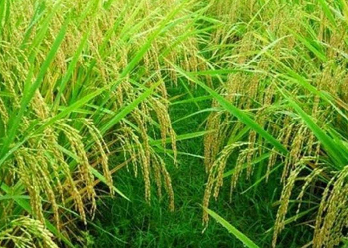 Pastikan Tanaman Padimu Tak Terserang Hama Wereng dengan Melakukan Cara Ini